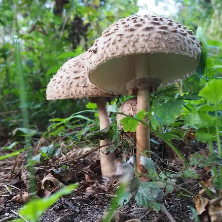 Kuelalistemaja بيت ضيافة 3*