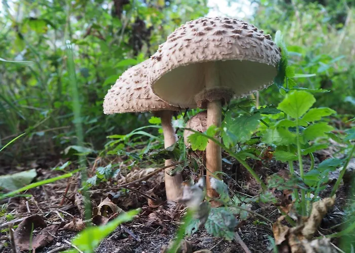 Kuelalistemaja Vendégház 3*